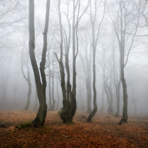 Geheimnisvoller Wald im Nebel, bizarr verwachsene kahle Buchen, Herbst, Erzgebirge, Tschechien Geheimnisvoller Wald im Nebel, bizarr verwachsene kahle Buchen, Herbst, Erzgebirge, Tschechien